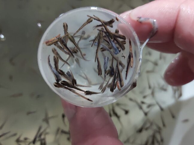 Рыбинское водохранилище пополнилось 2 млн личинками щуки